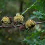 Quercus cerris eikels